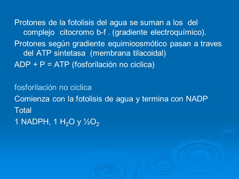 Protones de la fotolisis del agua se suman a los del complejo citocromo b-f . (gradiente electroquímico).
