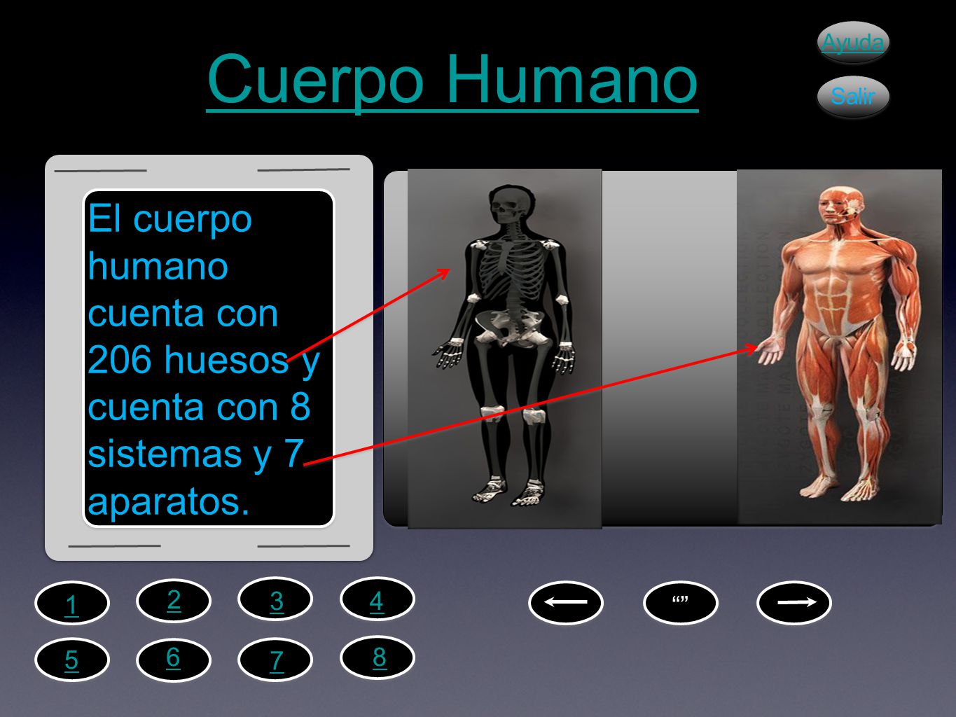 Cuerpo Humano Ayuda. Salir. El cuerpo humano cuenta con 206 huesos y cuenta con 8 sistemas y 7 aparatos.