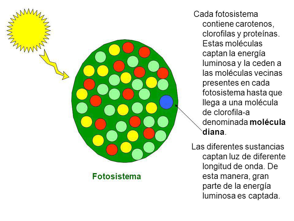 Cada fotosistema contiene carotenos, clorofilas y proteínas