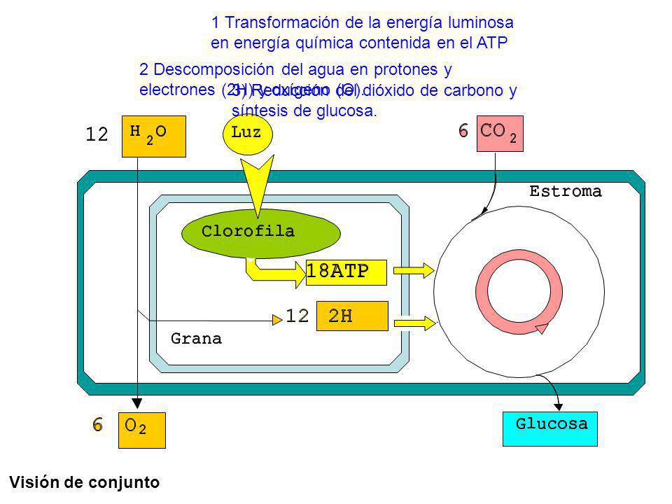 1 Transformación de la energía luminosa en energía química contenida en el ATP