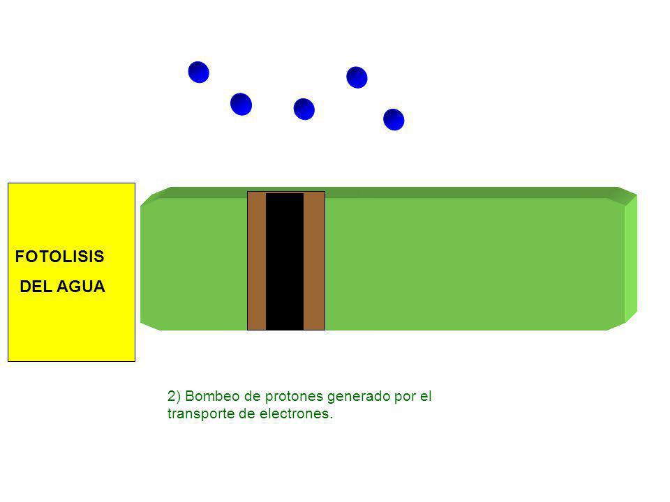 FOTOLISIS DEL AGUA 2) Bombeo de protones generado por el transporte de electrones.