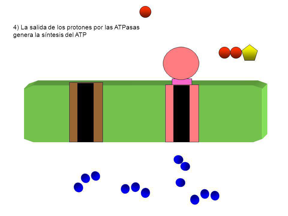 4) La salida de los protones por las ATPasas genera la síntesis del ATP