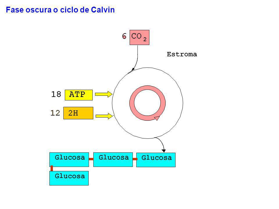 Fase oscura o ciclo de Calvin