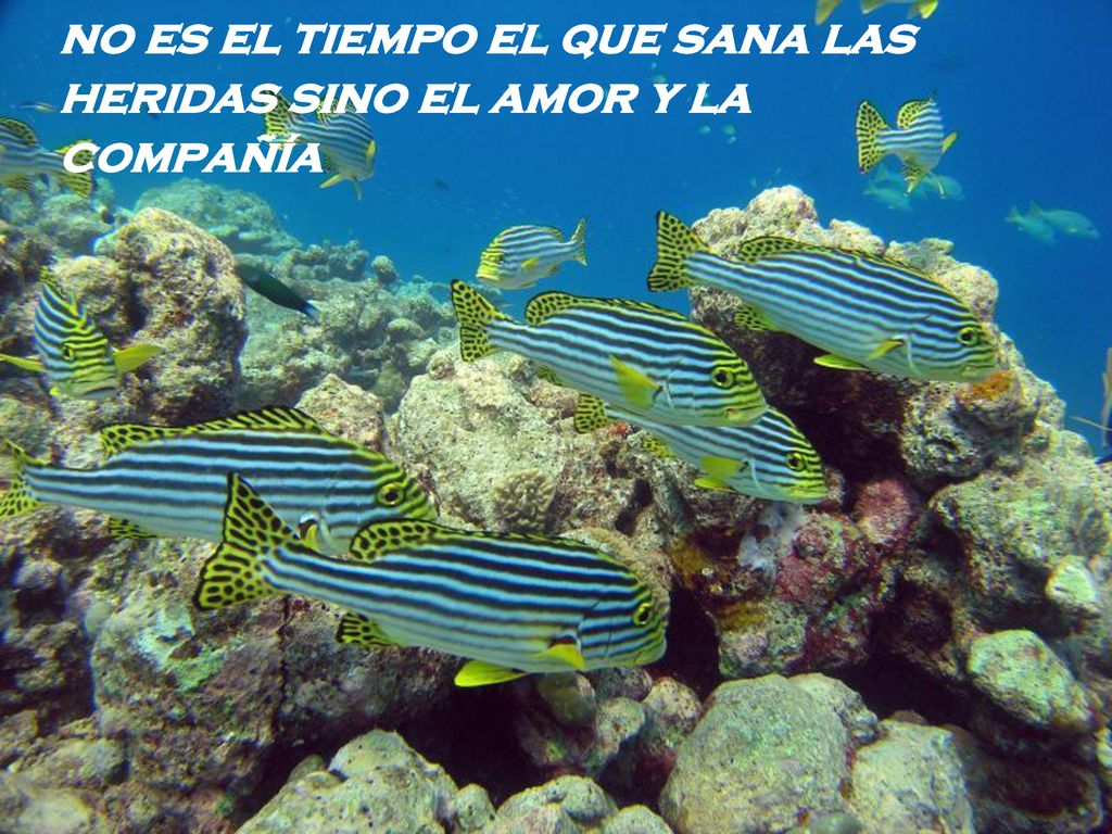 no es el tiempo el que sana las heridas sino el amor y la compañía