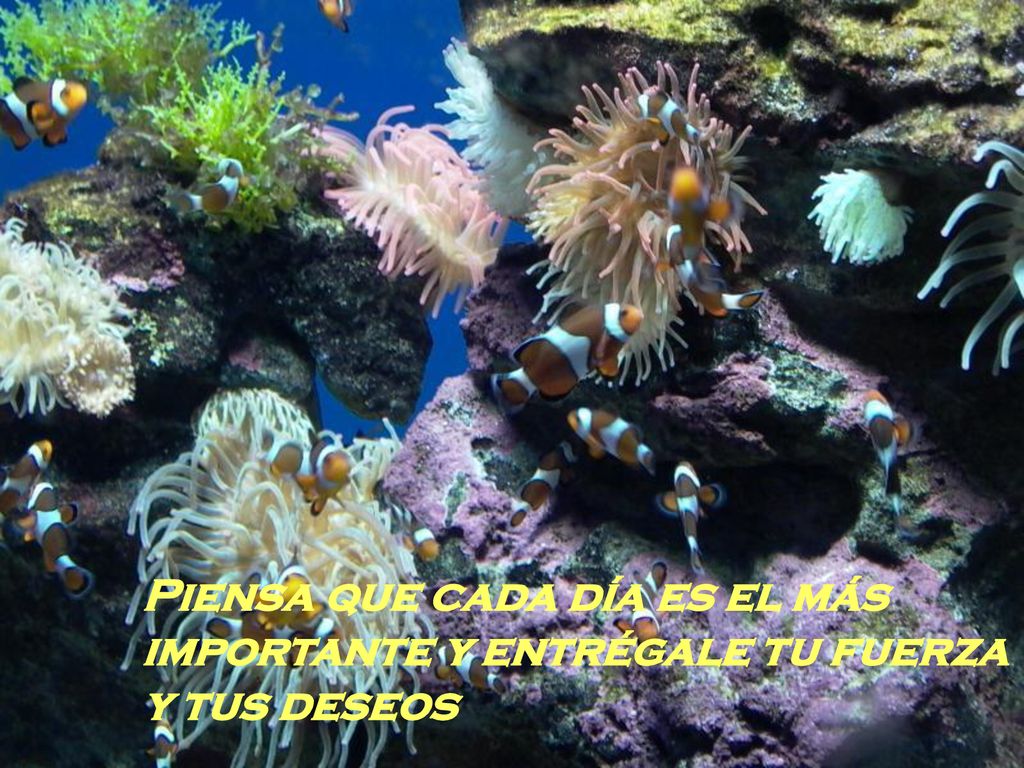 Piensa que cada día es el más importante y entrégale tu fuerza y tus deseos