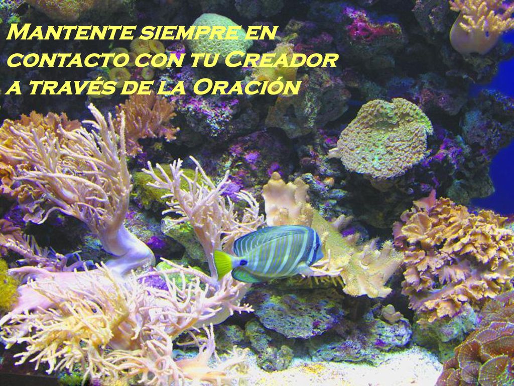 Mantente siempre en contacto con tu Creador a través de la Oración