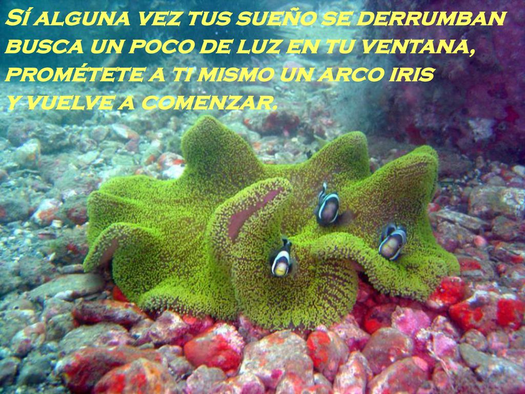 Sí alguna vez tus sueño se derrumban busca un poco de luz en tu ventana, prométete a ti mismo un arco iris y vuelve a comenzar.