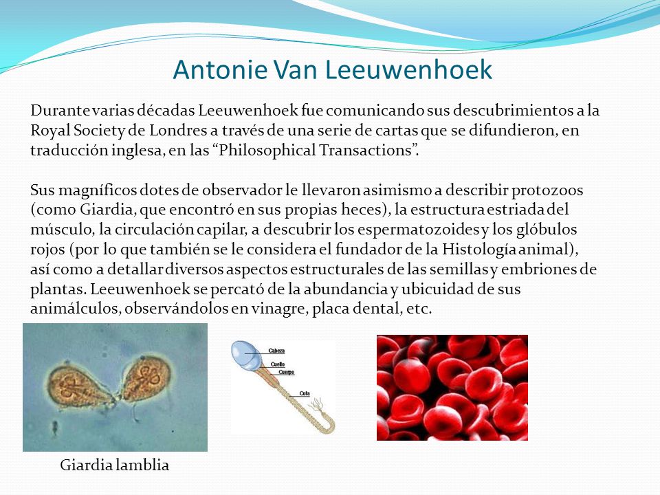 Antonie Van Leeuwenhoek