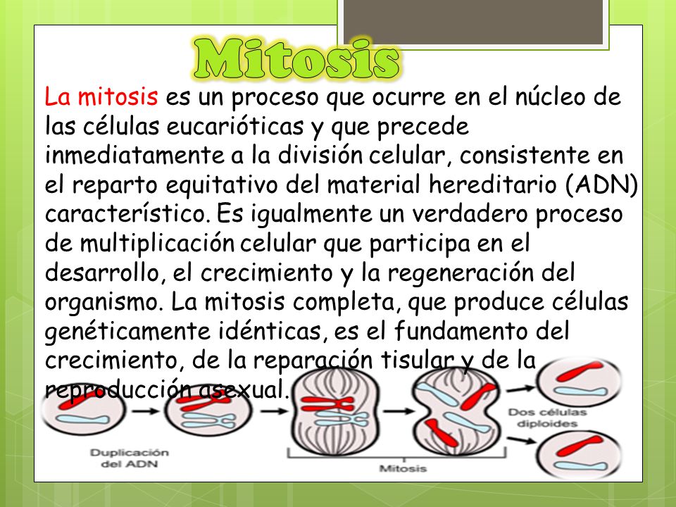 Mitosis