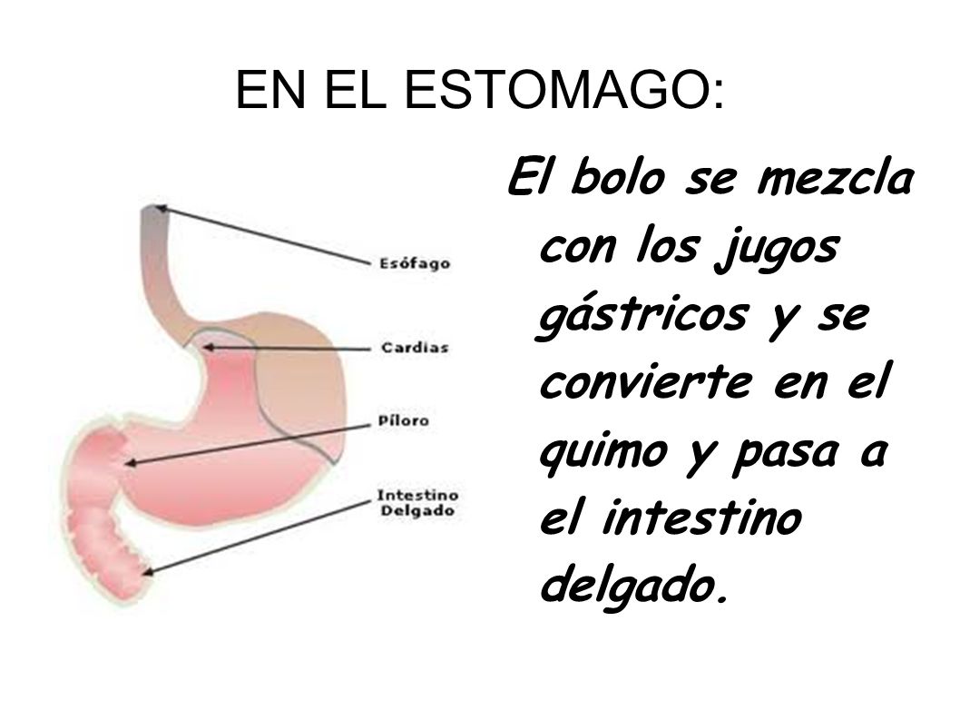 EN EL ESTOMAGO: El bolo se mezcla con los jugos gástricos y se convierte en el quimo y pasa a el intestino delgado.