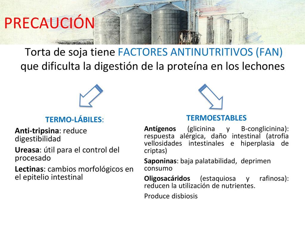 PRECAUCIÓN Torta de soja tiene FACTORES ANTINUTRITIVOS (FAN) que dificulta la digestión de la proteína en los lechones.