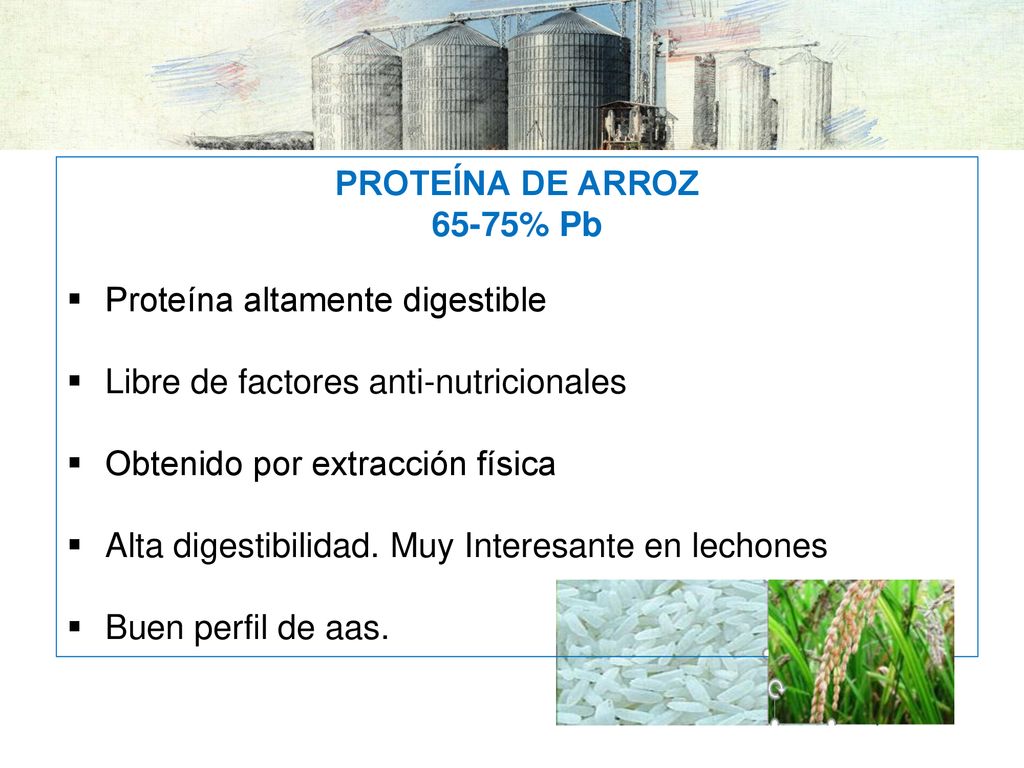 PROTEÍNA DE ARROZ 65-75% Pb. Proteína altamente digestible. Libre de factores anti-nutricionales.