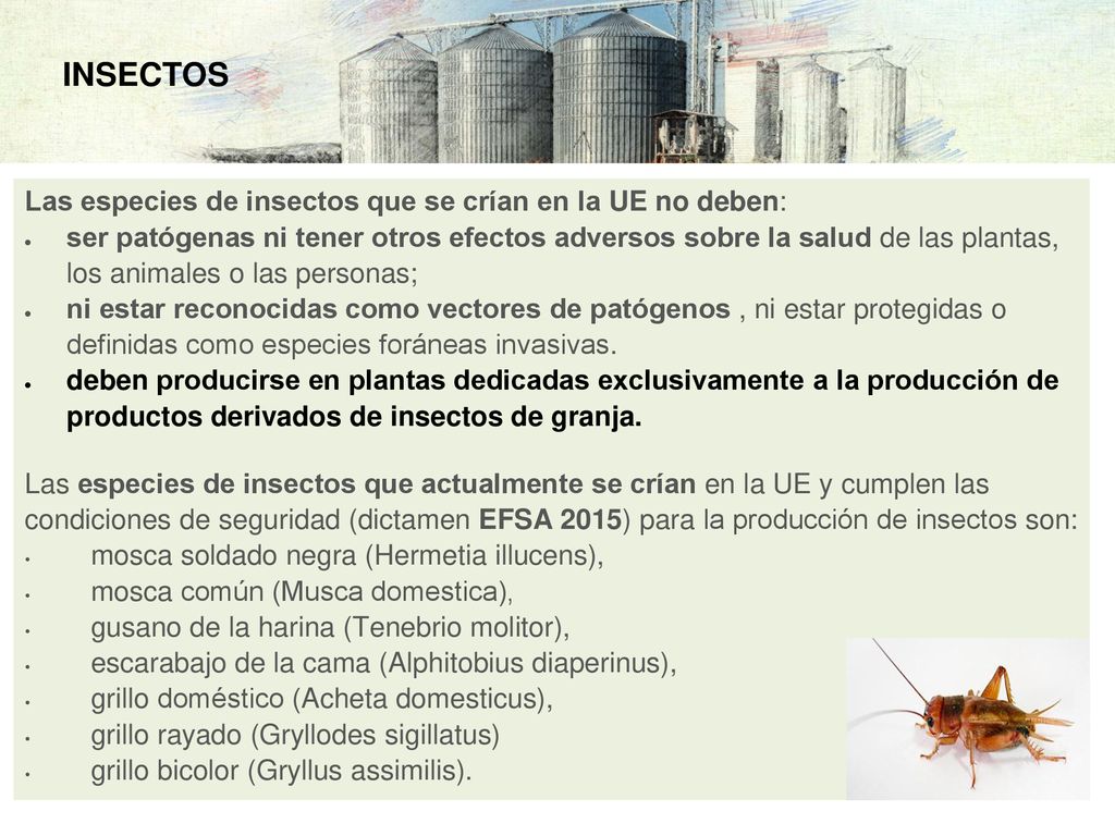 INSECTOS Las especies de insectos que se crían en la UE no deben:
