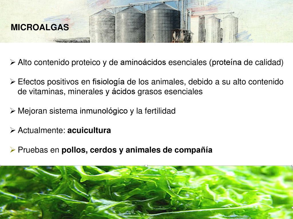 MICROALGAS Alto contenido proteico y de aminoácidos esenciales (proteína de calidad)