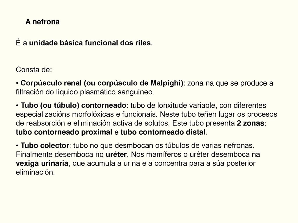 A nefrona É a unidade básica funcional dos riles. Consta de: