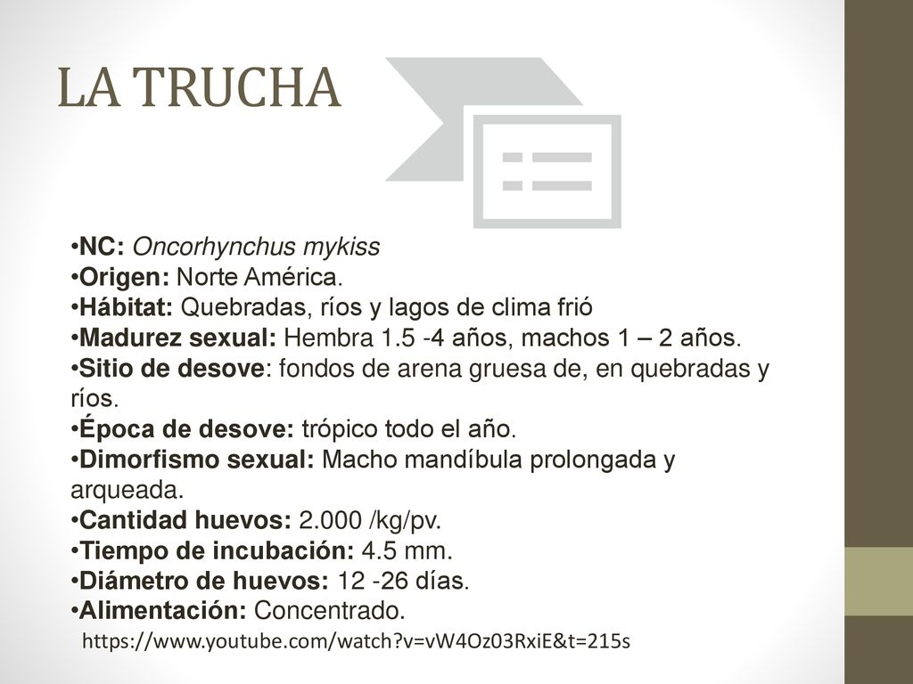LA TRUCHA NC: Oncorhynchus mykiss Origen: Norte América.