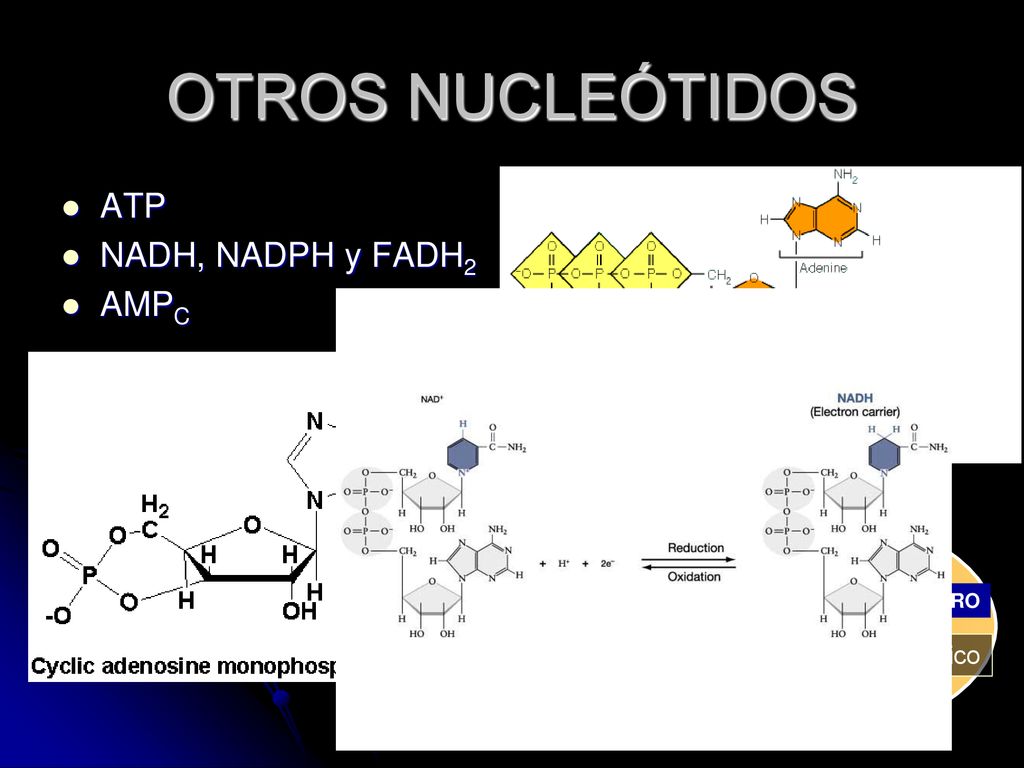 OTROS NUCLEÓTIDOS ATP NADH, NADPH y FADH2 AMPC Hormona