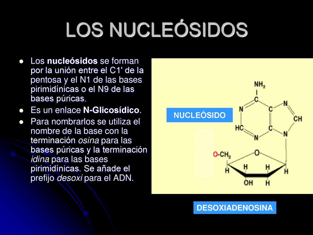 LOS NUCLEÓSIDOS Los nucleósidos se forman por la unión entre el C1 de la pentosa y el N1 de las bases pirimidínicas o el N9 de las bases púricas.