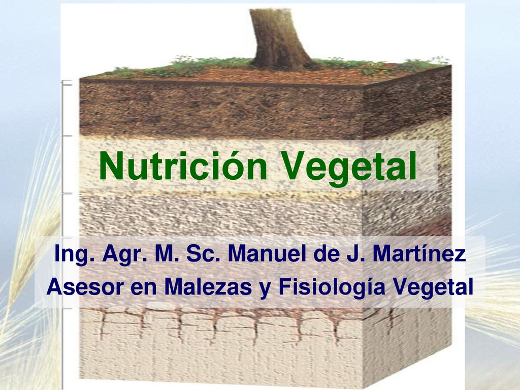 Nutrición Vegetal Ing. Agr. M. Sc. Manuel de J. Martínez