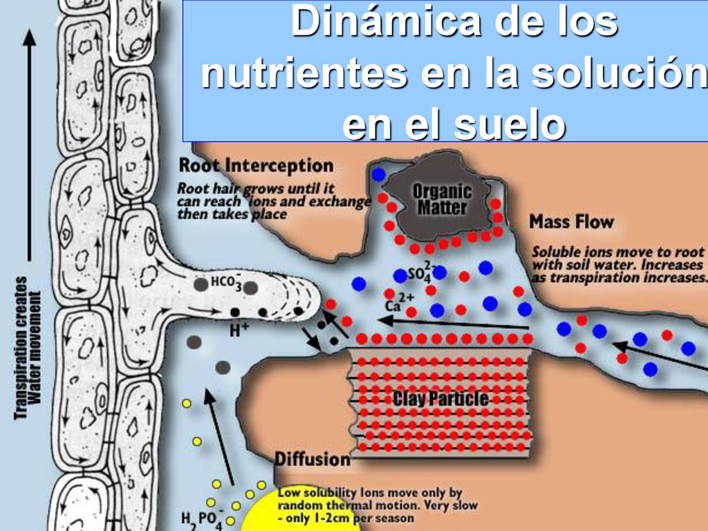 Dinámica de los nutrientes en la solución en el suelo