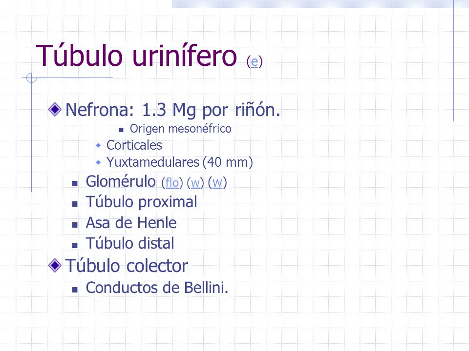 Túbulo urinífero (e) Nefrona: 1.3 Mg por riñón. Túbulo colector