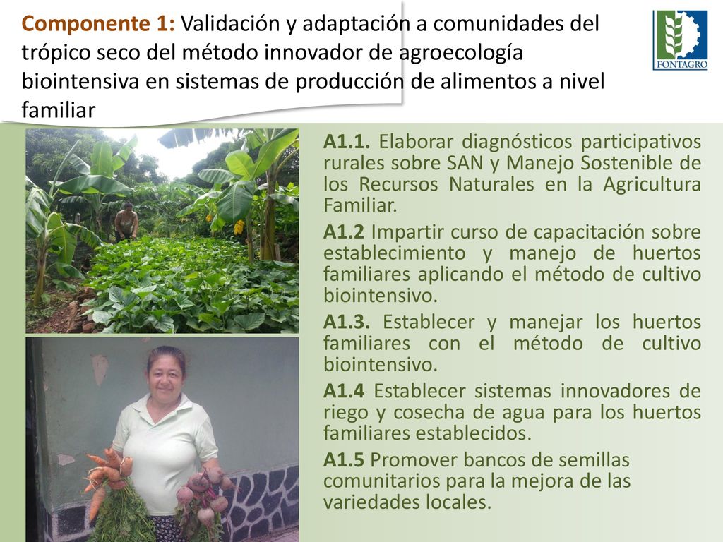Componente 1: Validación y adaptación a comunidades del trópico seco del método innovador de agroecología biointensiva en sistemas de producción de alimentos a nivel familiar
