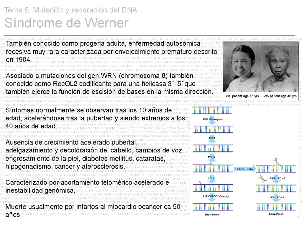 Tema 5. Mutación y reparación del DNA Síndrome de Werner