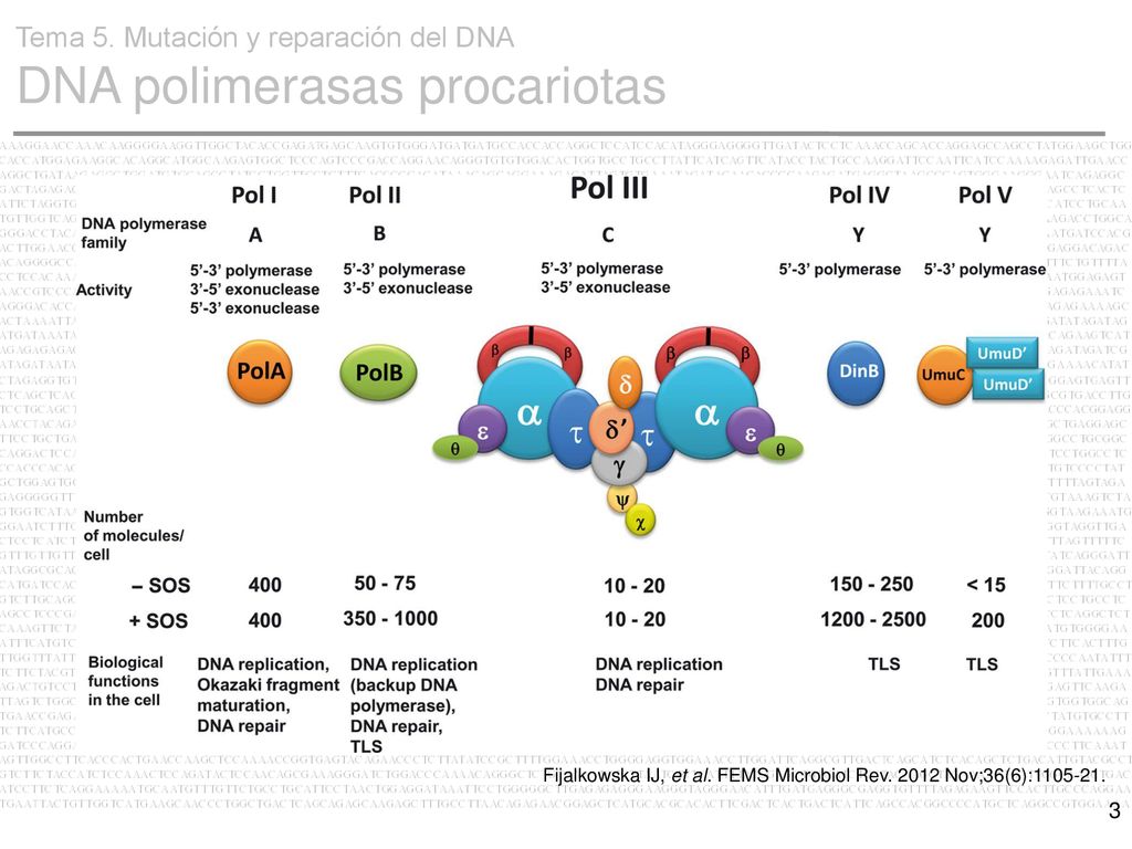 Tema 5. Mutación y reparación del DNA DNA polimerasas procariotas