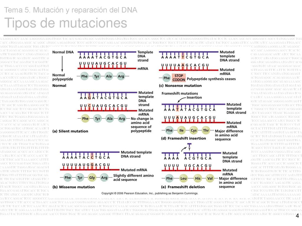 Tema 5. Mutación y reparación del DNA Tipos de mutaciones