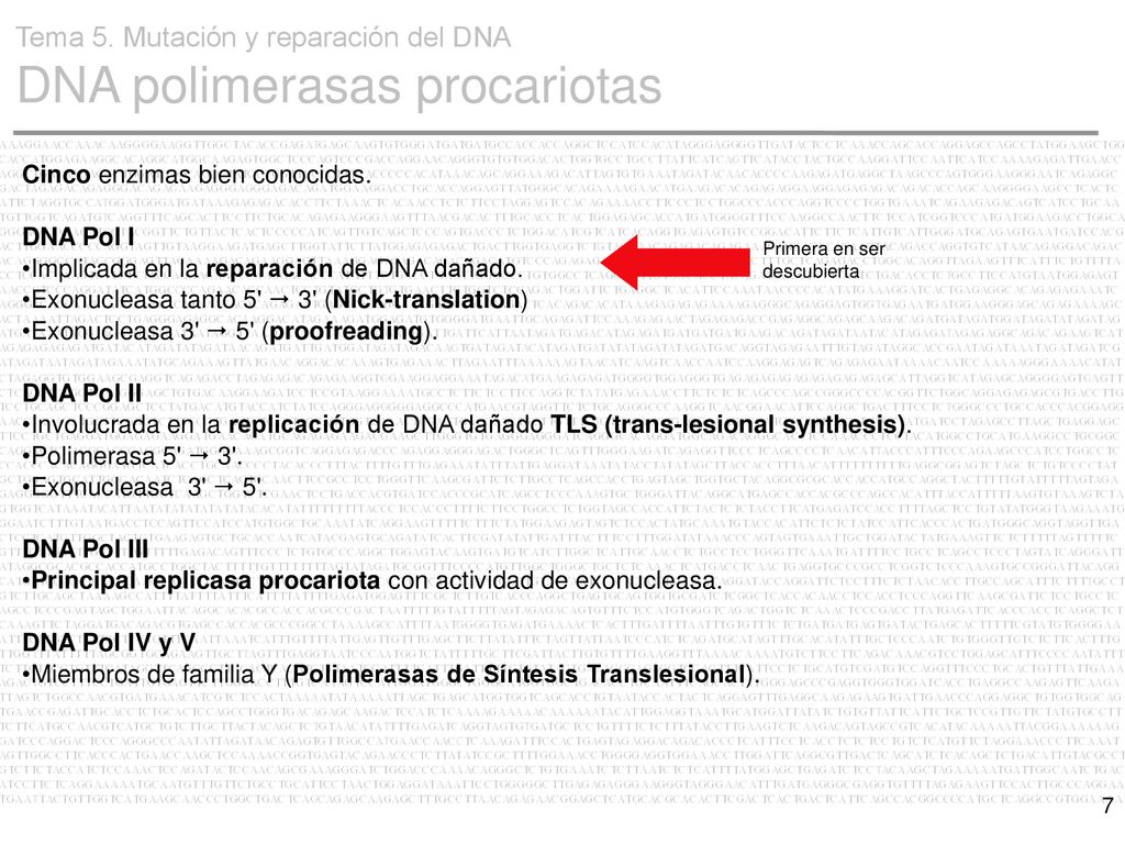 Tema 5. Mutación y reparación del DNA DNA polimerasas procariotas