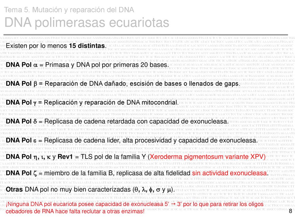 Tema 5. Mutación y reparación del DNA DNA polimerasas ecuariotas