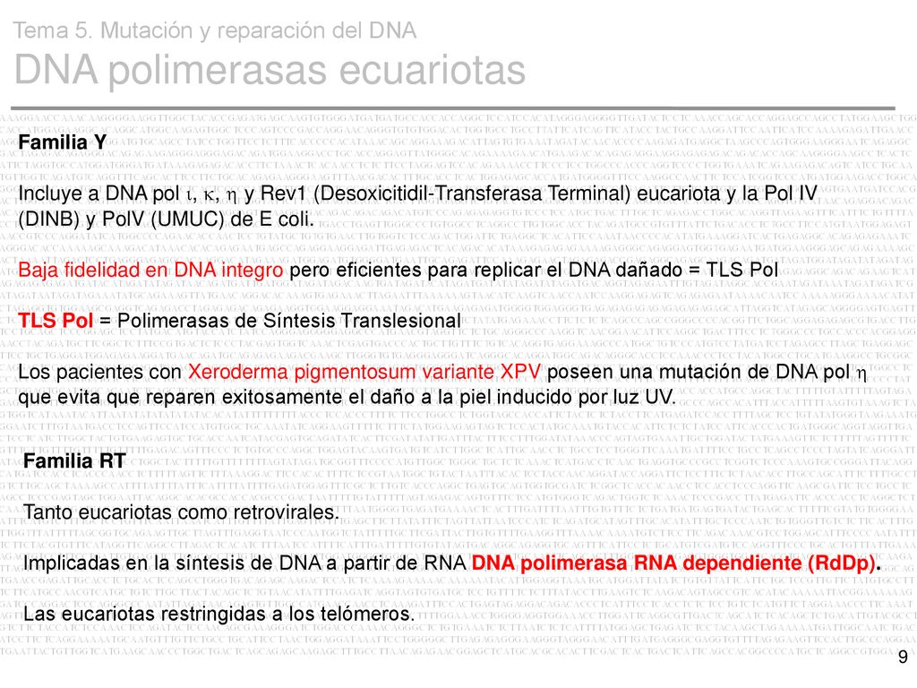 Tema 5. Mutación y reparación del DNA DNA polimerasas ecuariotas