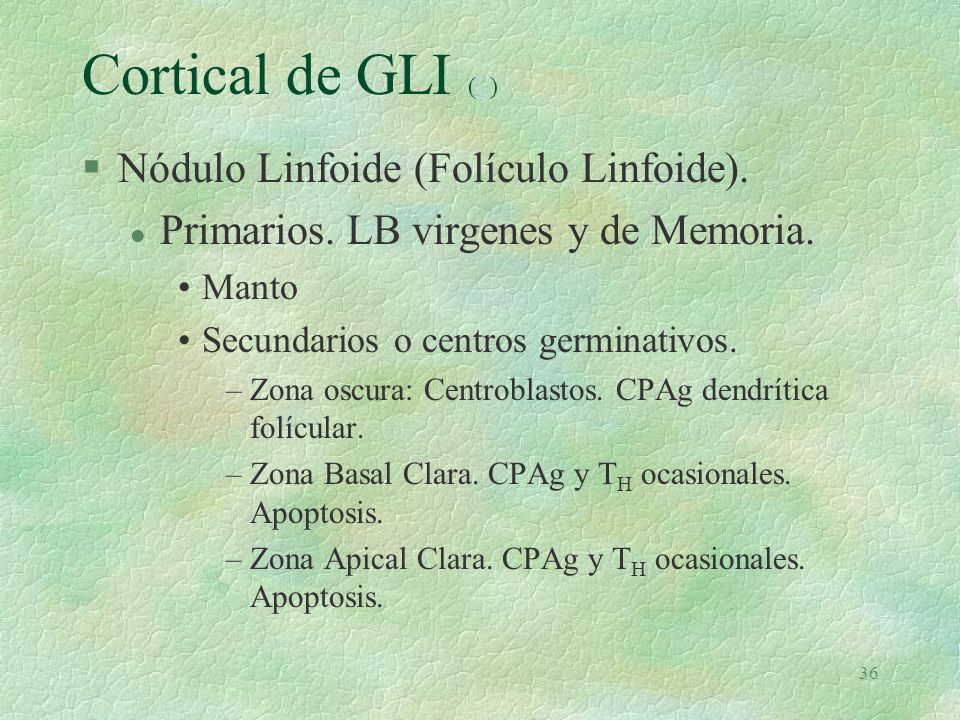 Cortical de GLI (L) Nódulo Linfoide (Folículo Linfoide).