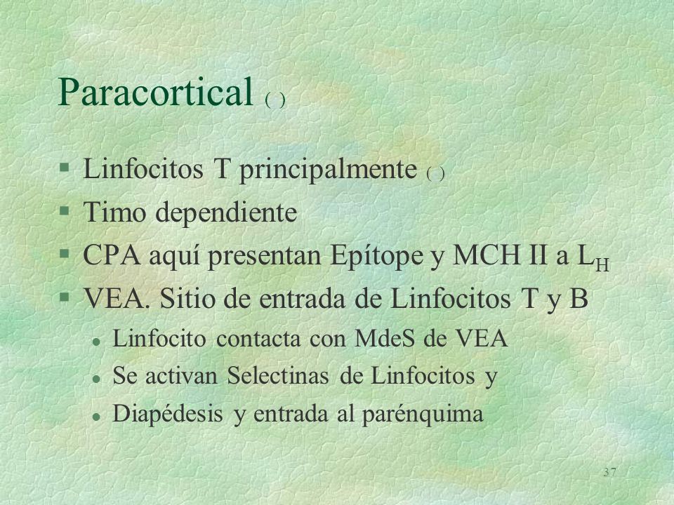 Paracortical (e) Linfocitos T principalmente (e) Timo dependiente