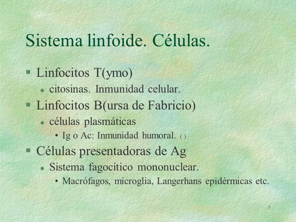 Sistema linfoide. Células.