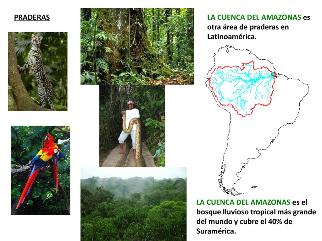 PRADERAS LA CUENCA DEL AMAZONAS es otra área de praderas en Latinoamérica.