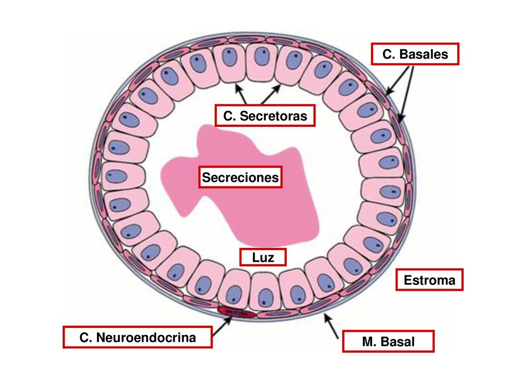 C. Basales C. Secretoras Secreciones Luz Estroma C. Neuroendocrina M. Basal