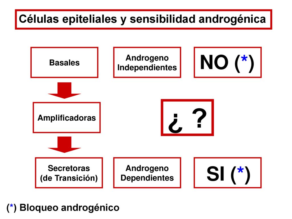 ¿ NO (*) SI (*) Células epiteliales y sensibilidad androgénica