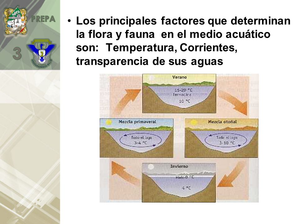Los principales factores que determinan la flora y fauna en el medio acuático son: Temperatura, Corrientes, transparencia de sus aguas