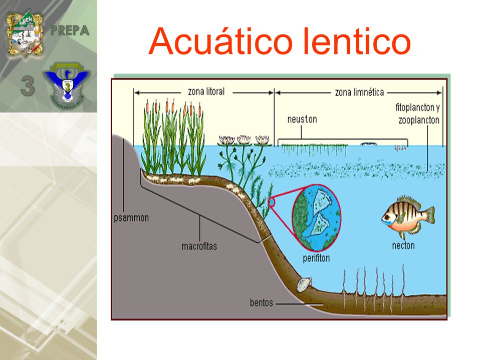 Acuático lentico