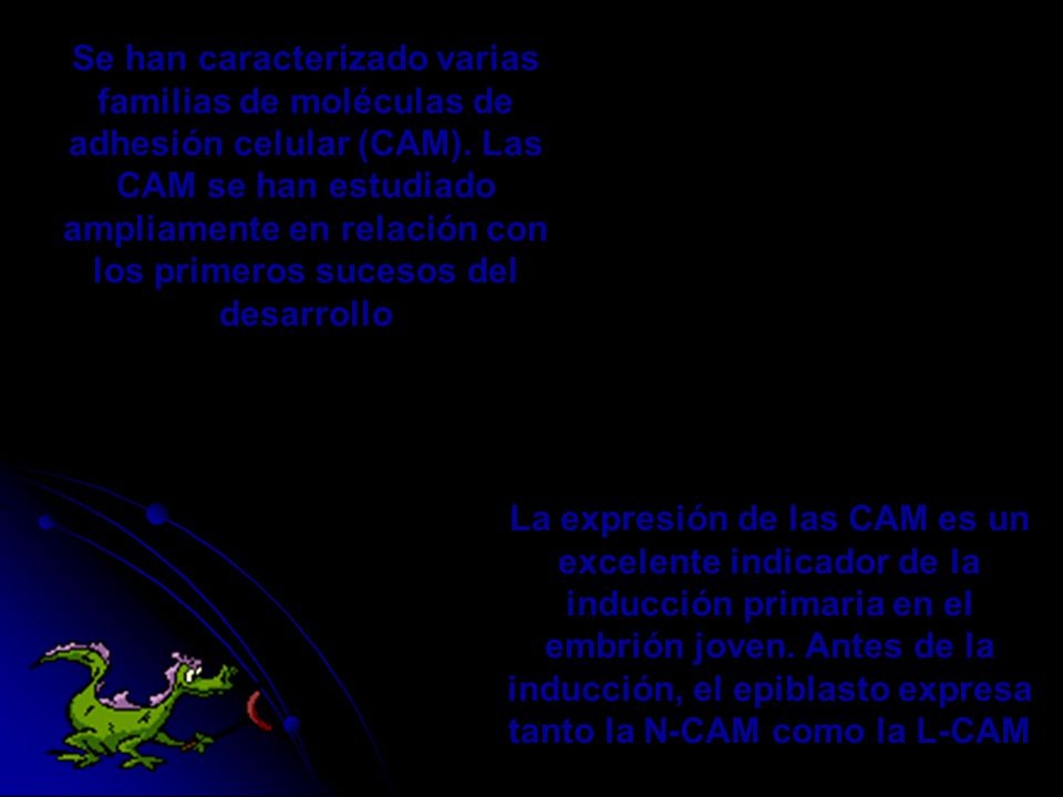Se han caracterizado varias familias de moléculas de adhesión celular (CAM). Las CAM se han estudiado ampliamente en relación con los primeros sucesos del desarrollo