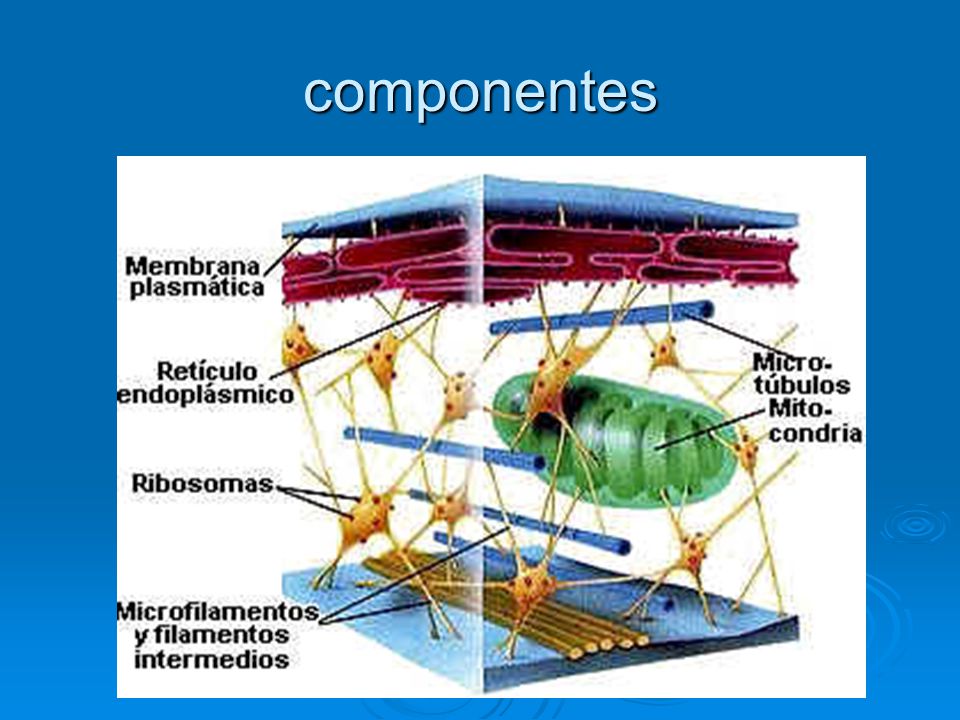 componentes