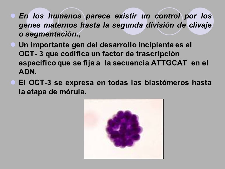 En los humanos parece existir un control por los genes maternos hasta la segunda división de clivaje o segmentación.,