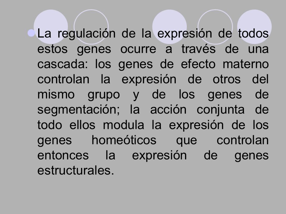 La regulación de la expresión de todos estos genes ocurre a través de una cascada: los genes de efecto materno controlan la expresión de otros del mismo grupo y de los genes de segmentación; la acción conjunta de todo ellos modula la expresión de los genes homeóticos que controlan entonces la expresión de genes estructurales.