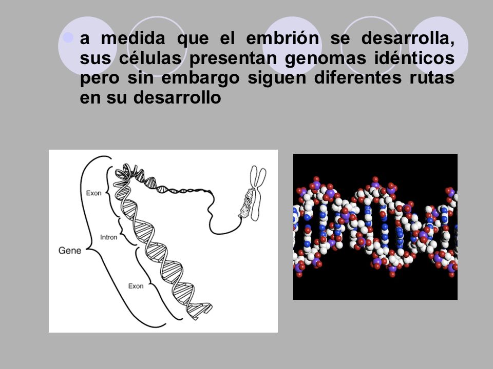 a medida que el embrión se desarrolla, sus células presentan genomas idénticos pero sin embargo siguen diferentes rutas en su desarrollo