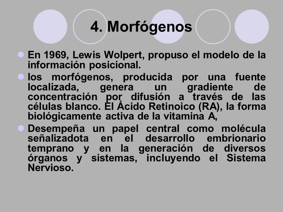 4. Morfógenos En 1969, Lewis Wolpert, propuso el modelo de la información posicional.