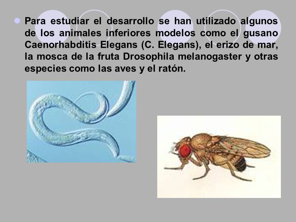 Para estudiar el desarrollo se han utilizado algunos de los animales inferiores modelos como el gusano Caenorhabditis Elegans (C.