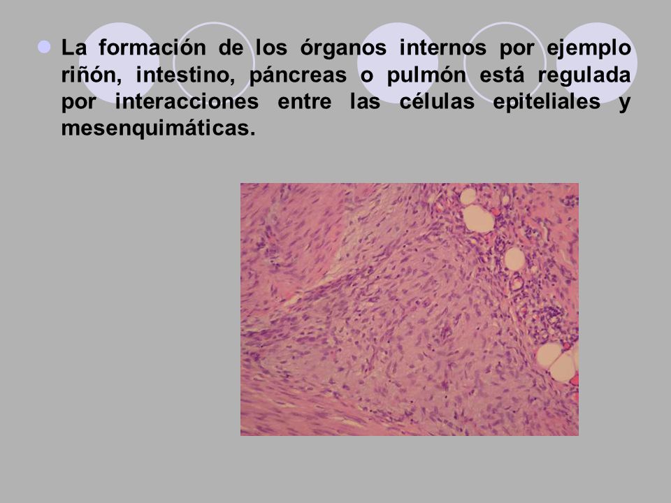 La formación de los órganos internos por ejemplo riñón, intestino, páncreas o pulmón está regulada por interacciones entre las células epiteliales y mesenquimáticas.