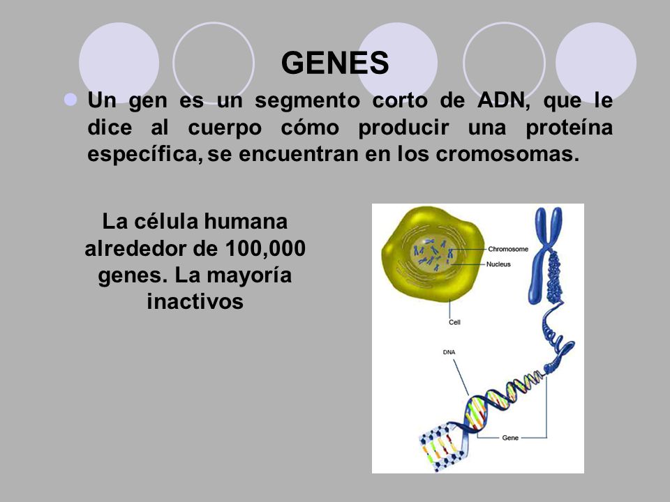 La célula humana alrededor de 100,000 genes. La mayoría inactivos