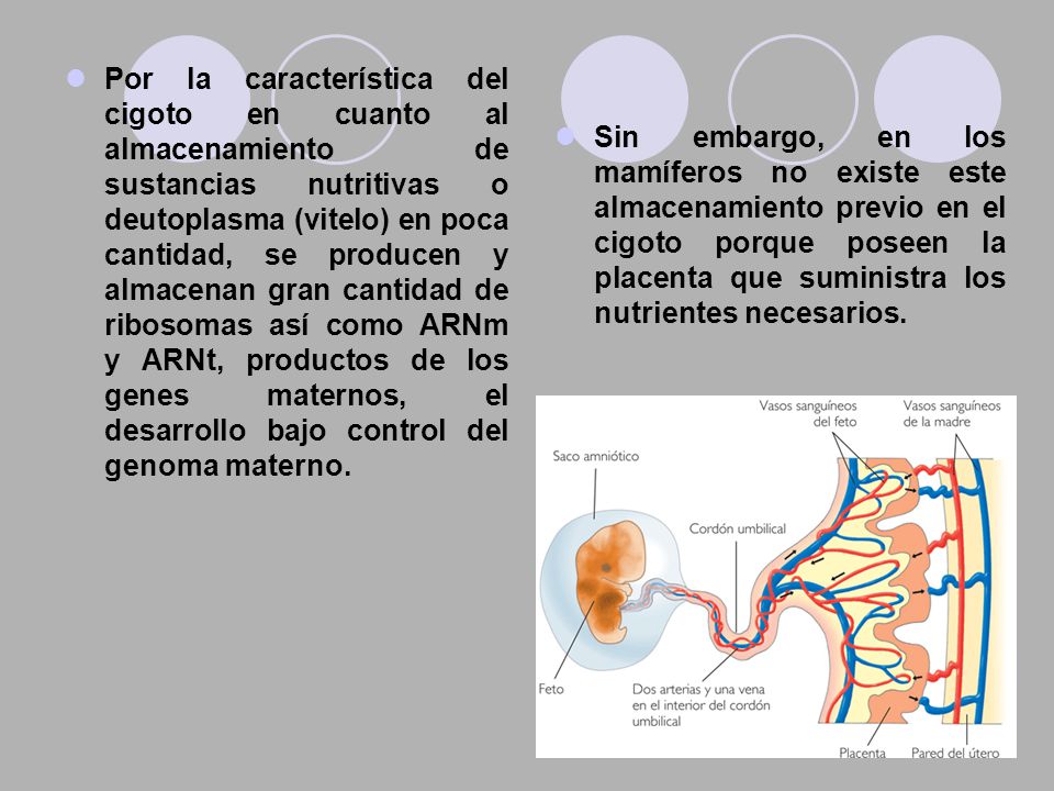 Por la característica del cigoto en cuanto al almacenamiento de sustancias nutritivas o deutoplasma (vitelo) en poca cantidad, se producen y almacenan gran cantidad de ribosomas así como ARNm y ARNt, productos de los genes maternos, el desarrollo bajo control del genoma materno.